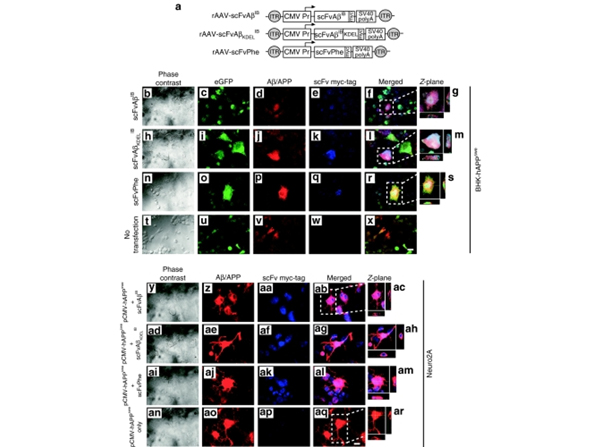 Immunofluorescence using cMyb