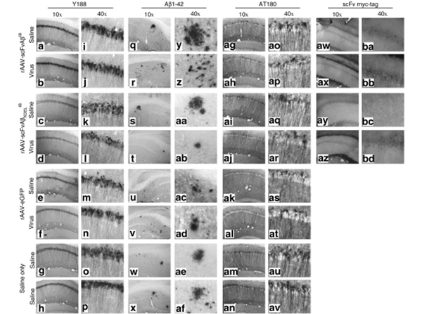 Immunohistochemistry using cMyb