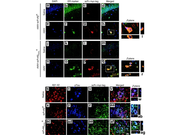 Immunofluorescence using cMyb