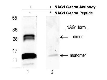 Anti-NAG-1/GDF15 (C-terminal) Antibody - Western Blot