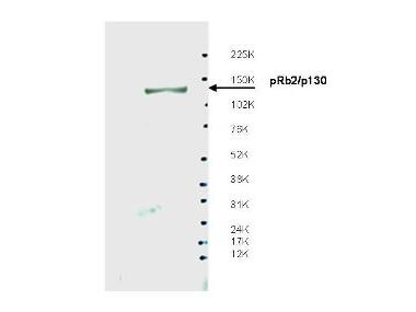 Anti-Spa310 Antibody - Western Blot
