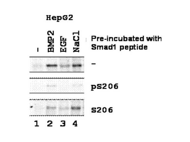 Anti-SMAD1 pS206 Antibody - Western Blot