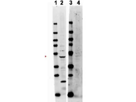 TRAF2 Antibody