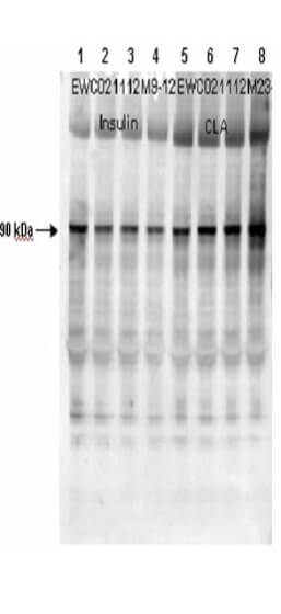 Anti-Muscle Glycogen Synthase pS641 Antibody - Western Blot