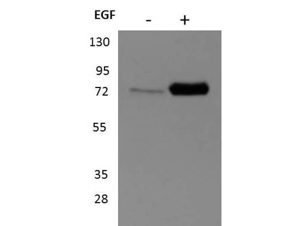 Western Blot of Anti-RSK1pS732
