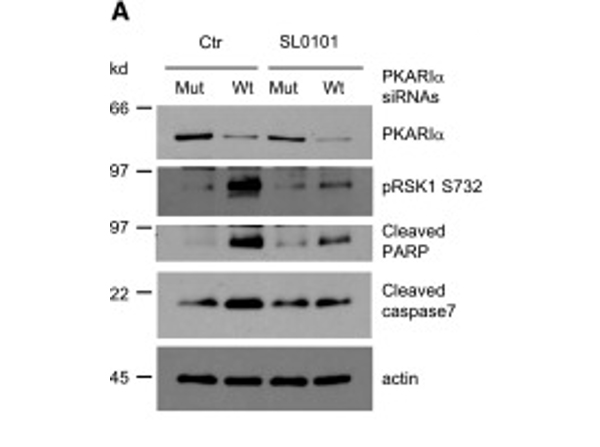 Western Blot using RSK1 pS732