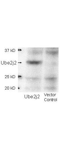 Anti-Ube2j2 Antibody - Western Blot