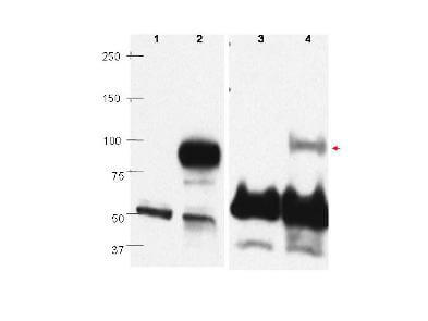 Anti-PRDM1/BLIMP1 Antibody - Western Blot