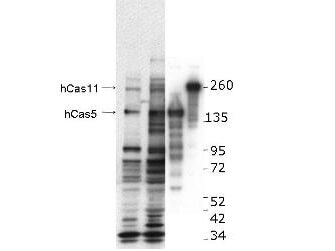 Anti-hCASZ1 Antibody - Western Blot