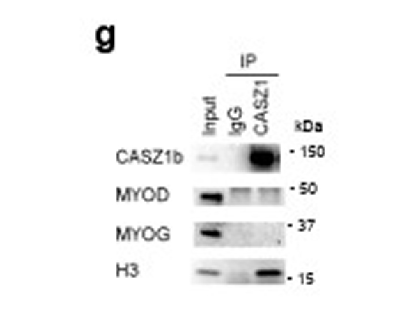 Immunoprecipitation using Casz1
