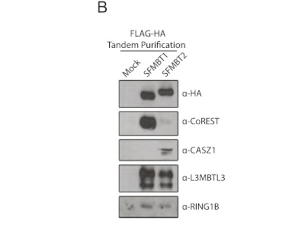 Western Blot using Casz1