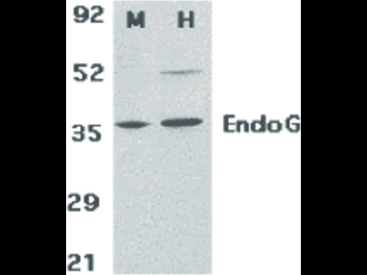 Western Blot of EndoG Antibody