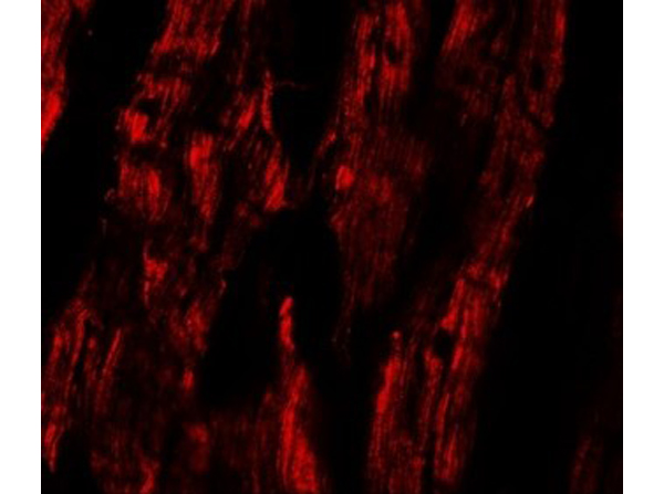 Immunofluorescence of ESRRB