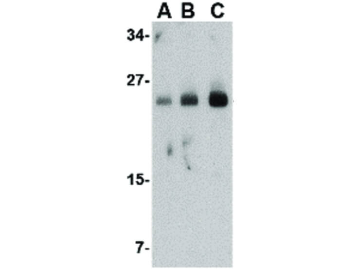 Western Blot of FABP7 Antibody