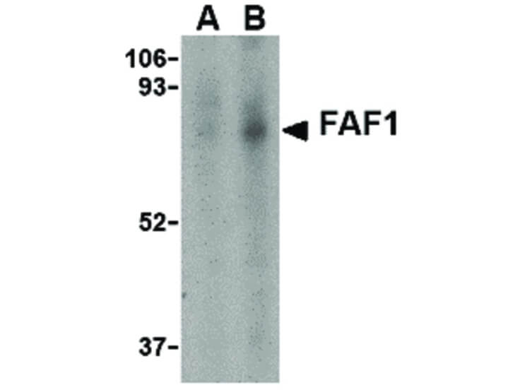 Western Blot of FAF1 Antibody