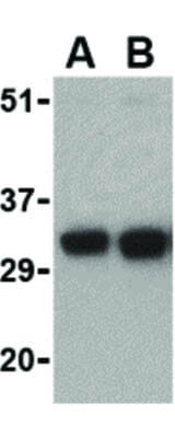 Western Blot of FAIM2 Antibody