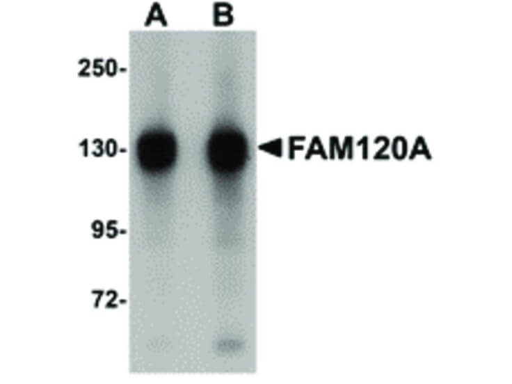 Western Blot of FAM120A Antibody