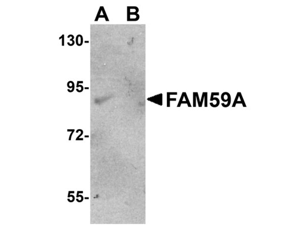 Western blot of FAM59A