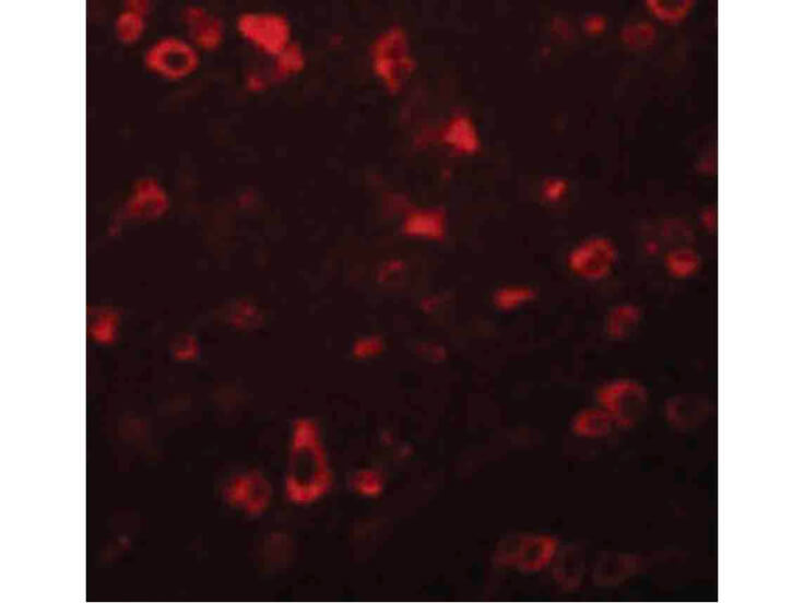 Immunofluorescence of FAM59B Antibody