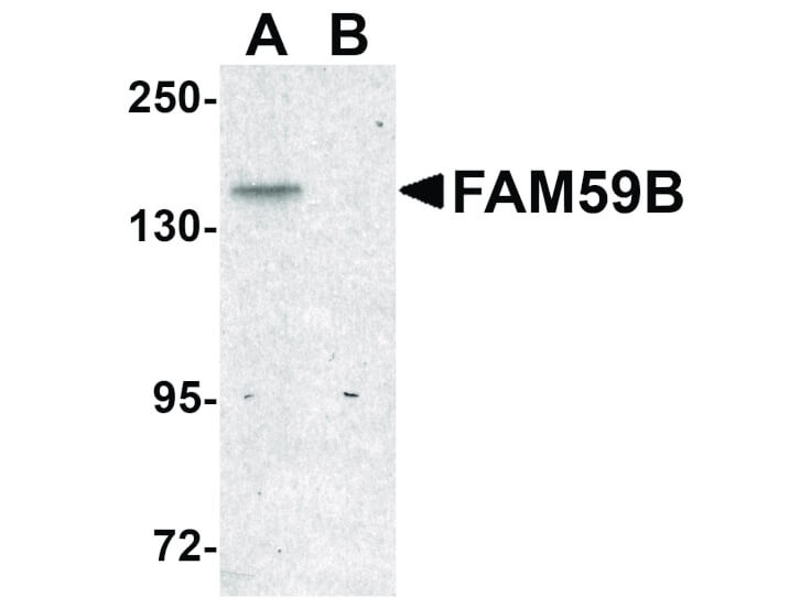 Western Blot of FAM59B Antibody