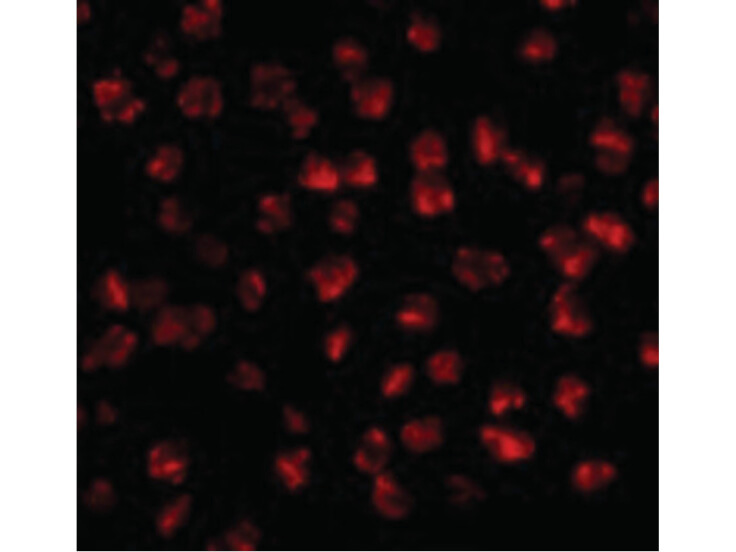 Immunofluorescence of FGF4 Antibody