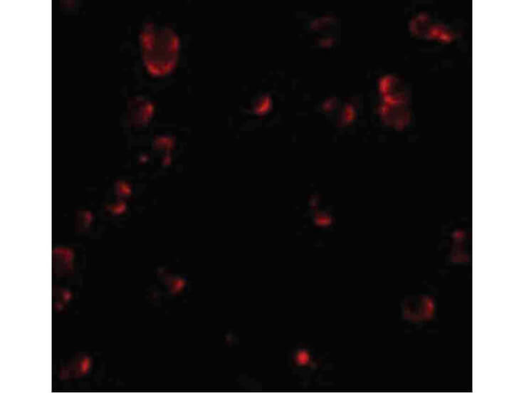 Immunofluorescence of Fibulin 3 Antibody