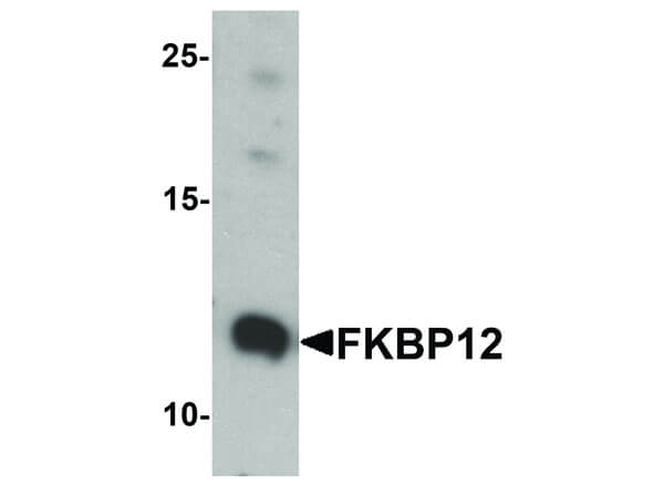 Western Blot of FKBP12 Antibody