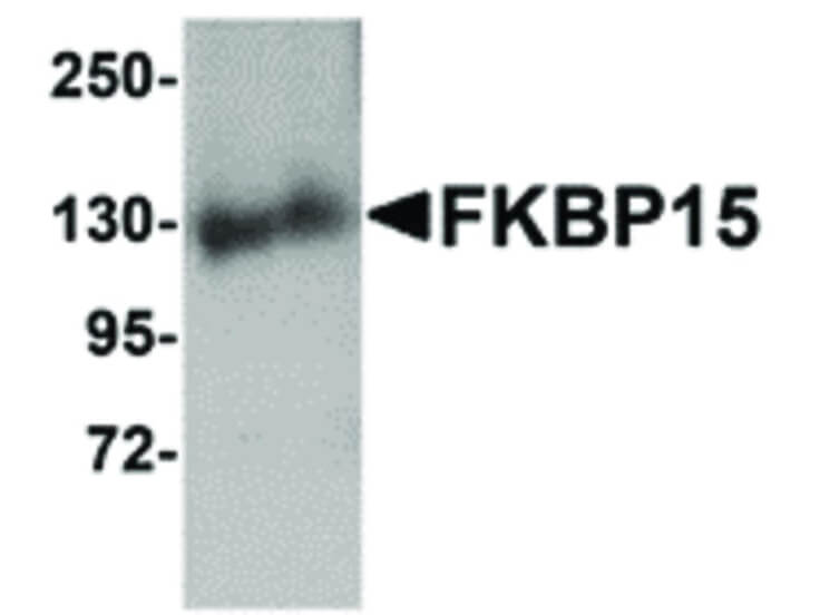 Western Blot of FKBP15 Antibody