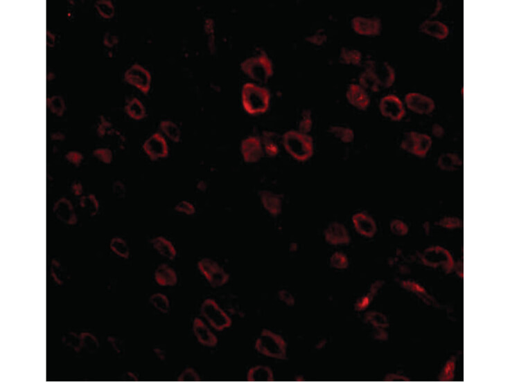 Immunofluorescence of FKBP15 Antibody