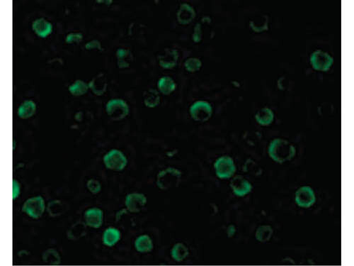 Immunofluorescence of FLASH Antibody