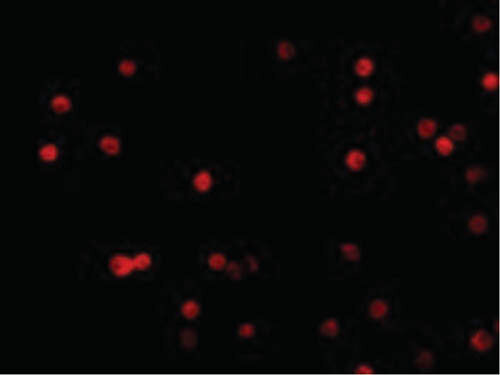 Immunofluorescence of FLIP Antibody