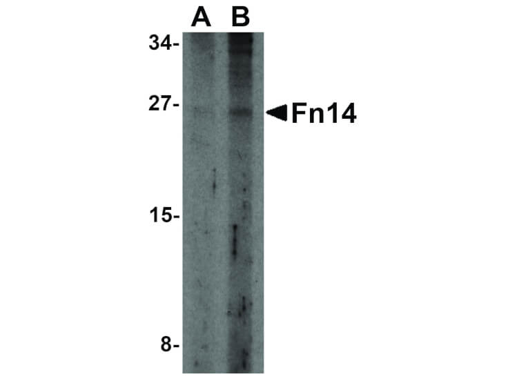 Western Blot of Fn14 Antibody