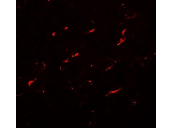Immunofluorescence of FRL1