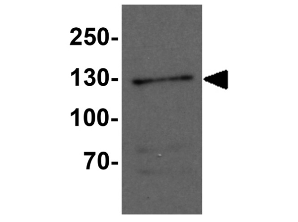 Western blot analysis of FRL1