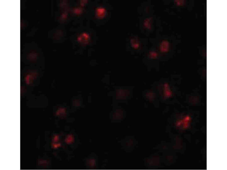 Immunofluorescence of FRMPD1 Antibody
