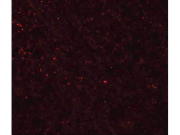 Immunofluorescence of FRMPD3 Antibody