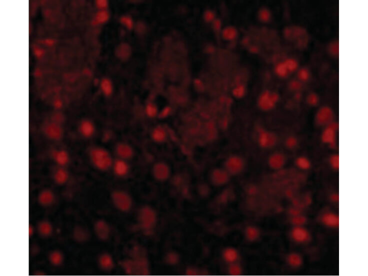 Immunofluorescence of FTO Antibody