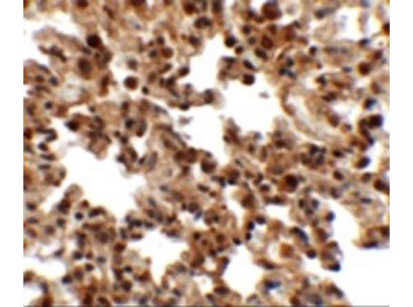 Immunohistochemistry of FXYD7