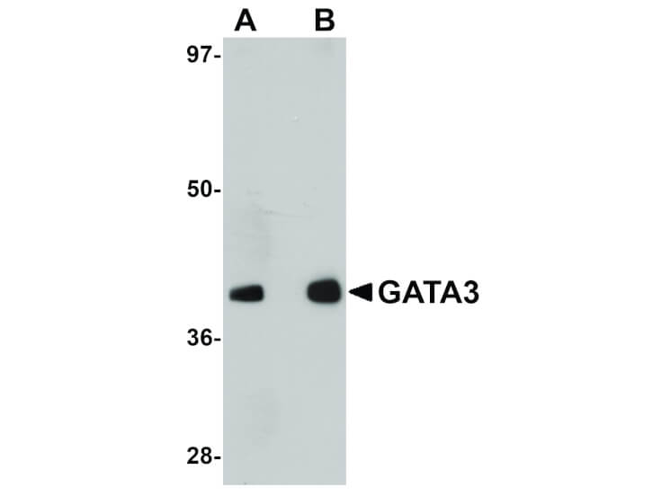 Western Blot of GATA3 Antibody