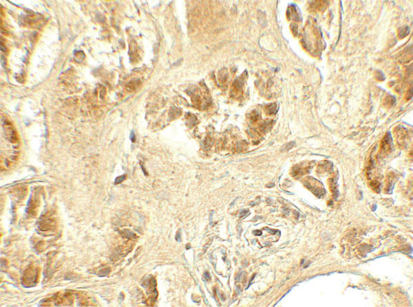 Immunohistochemistry of GDPD5 Antibody