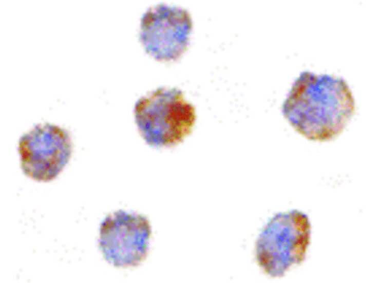 Immunocytochemistry of GITRL Antibody