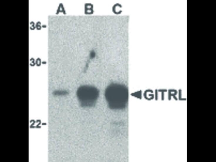 Western Blot of GITRL Antibody