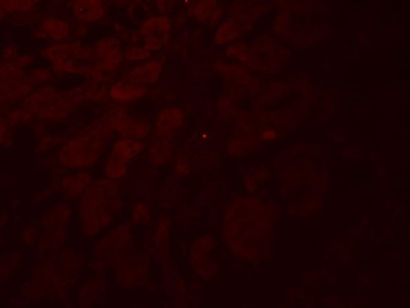 Immunofluorescence of GLIPR1L2