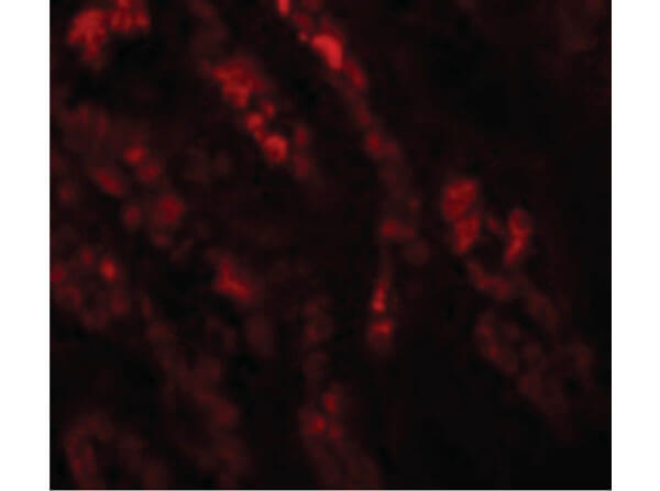 Immunofluorescence Microscopy of Rabbit anti-GLS2 antibody