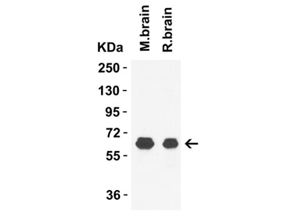 Western Blot Validation of GLS2