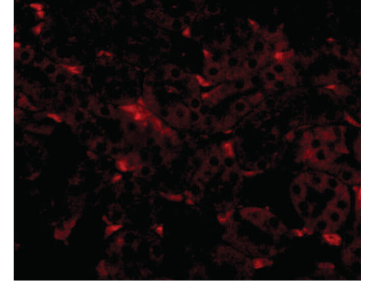 Immunofluorescence of GNPDA2 Antibody