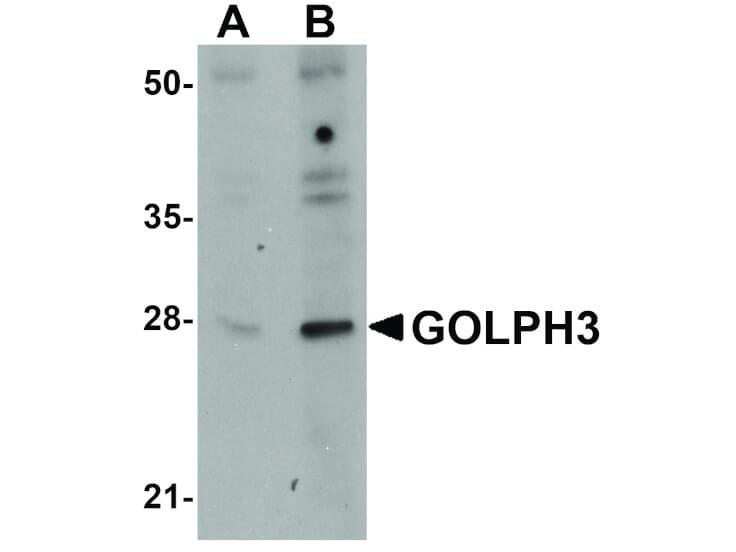 Western Blot of GOLPH3 Antibody