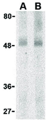 Western Blot of GPR15 Antibody