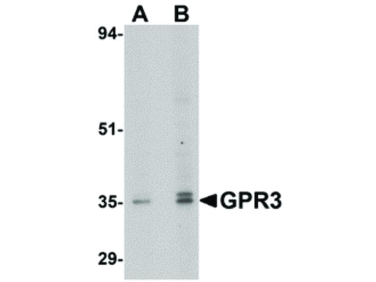 Western Blot of GPR3 Antibody