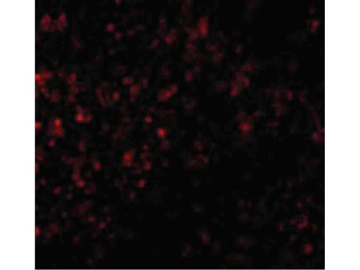 Immunofluorescence of GPR3 Antibody